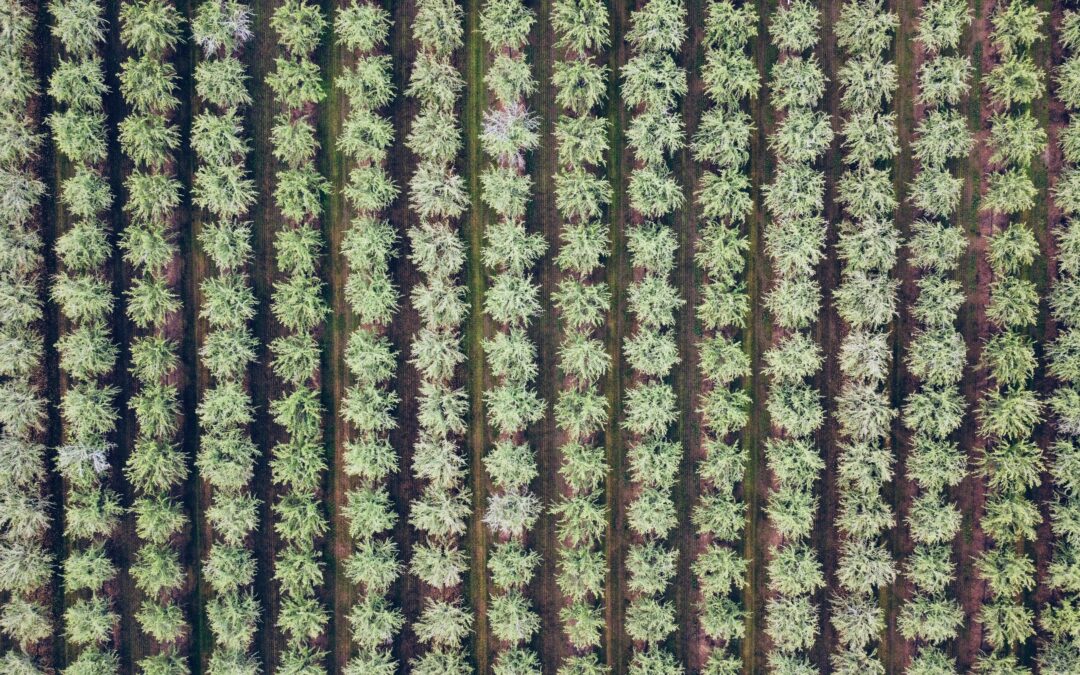 2022 California Almond Acreage Report